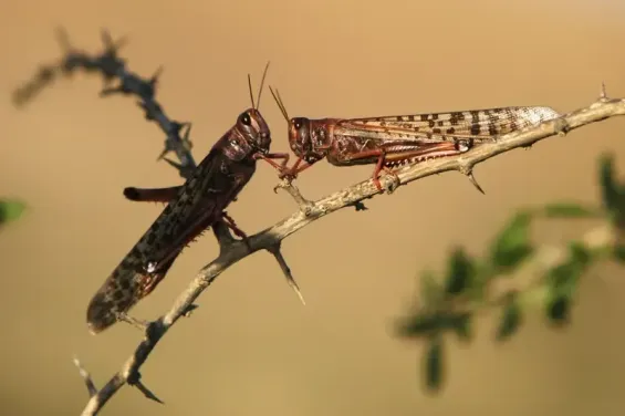 Morocco on alert as desert locusts threaten southern regions