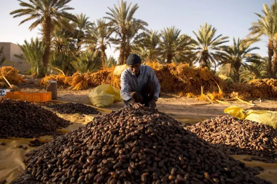 The Mejhoul date: Born in Morocco, dominated by Israel