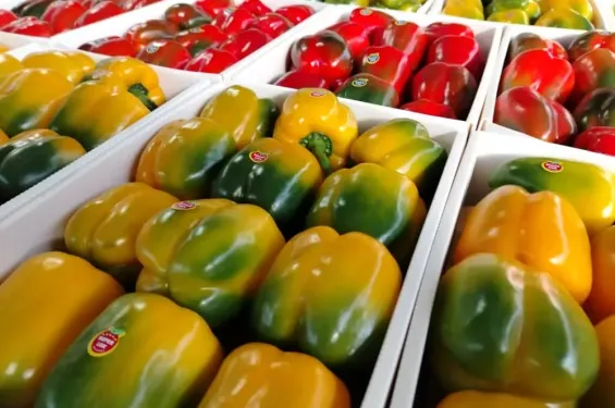 Morocco doubles sweet pepper exports to UK in 2025