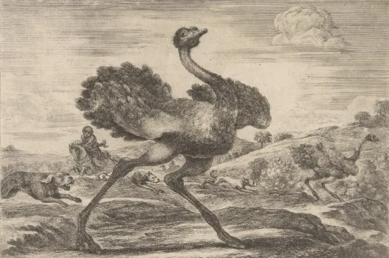 Morocco’s lost ostriches once ruled trade and diplomacy