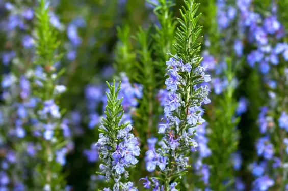 Morocco’s wild aromatic plants rebound after years of drought-induced shortages
