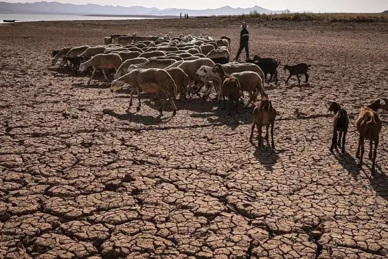 Extreme heat during 2022–2024 pushed Morocco’s agriculture to historic lows, FAO says