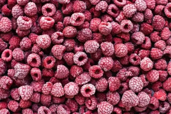 Morocco enters top five suppliers of frozen raspberries to Dutch market