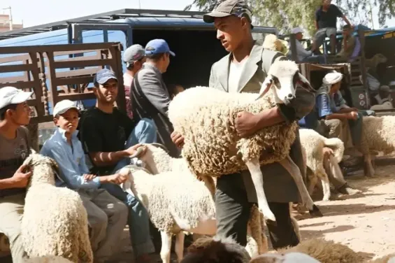Eid al-Adha and heatwave: How to transport and care for sheep safely