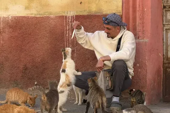 In Sidi Slimane, a young man devotes his life to caring for stray cats