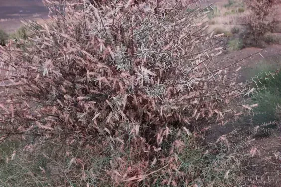 Desert locusts threaten Errachidia oases and date harvest
