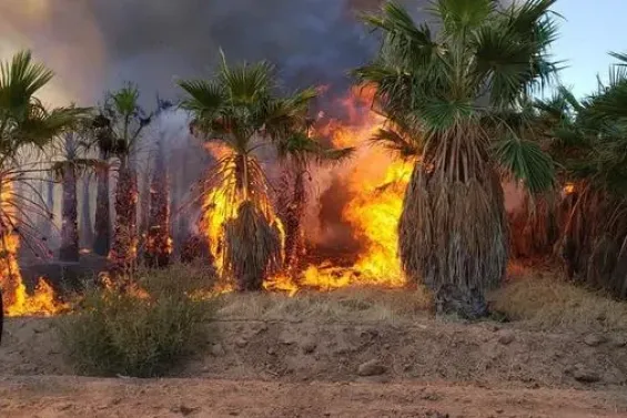 Fire destroys more than 1,000 palm trees in Errachidia oasis