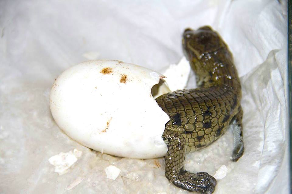 Agadir Crocoparc Annonce La Naissance De Nouveaux Bebes Crocodiles