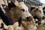 Le Maroc suspend l'importation de bovins et de viandes du Royaume-Uni