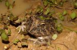 Paléontologie : Une nouvelle espèce de grenouilles découverte au Maroc