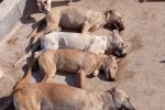 Après Rabat, des chiens empoisonnés près d'Agadir