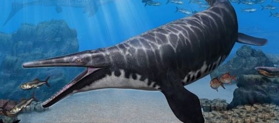 Gavialimimus almaghribensis, a sea monster discovered in Morocco. / The University of Alberta