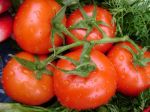 Exportations: La tomate marocaine fait rougir le gouvernement espagnol