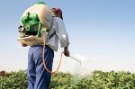 Pesticides au Maroc : De la surutilisation au manque de connaissances chez les agriculteurs
