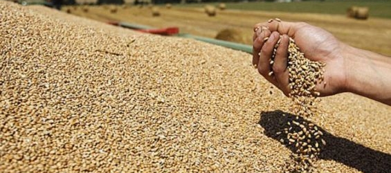 The Moroccan government announced a new prohibitive import tariff./Ph. DR