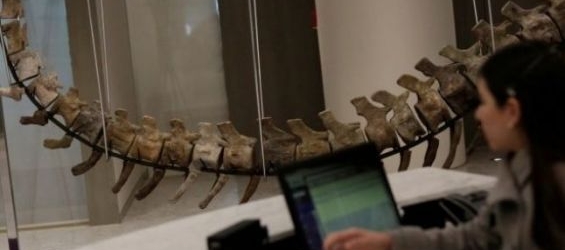 Morocco wants to repatriate the tail of a dinosaur sold in Mexico./Ph. DR