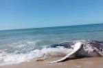 Maroc : Une baleine s'échoue sur la côte de Dakhla
