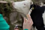 Maroc : L'ONSSA lance une campagne de vaccination contre les principales maladies animales