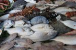 Le Maroc s'ouvre au poisson importé du Brésil