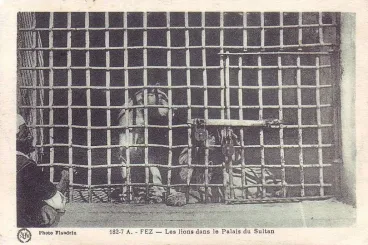 The Atlas lion that nearly devoured Sultan Moulay Ismail of Morocco