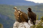 Des fossiles de vautours de l'Ancien Monde découverts au Maroc