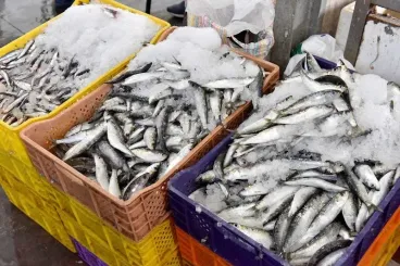 تعليق صيد السردين بالمنطقة الجنوبية إلى غاية نهاية يونيو