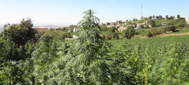 A modern cannabis farm in Morocco's Rif mountains. / Ph. Seshata
