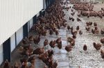 Insolite : En pleine canicule, la piscine de Boujniba transformée en poulailler