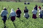 Souss-Massa : Des ouvriers agricoles non payés depuis mars 2020