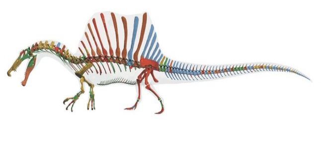 Digital skeletal reconstruction and transparent flesh outline of Spinosaurus aegyptiacus./Ph. Tyler Keillor, Lauren Conroy, and Erin Fitzgerald, Ibrahim et al., Science/AAAS