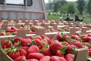 Adverse weather, competition push Morocco's fresh strawberry exports to record low