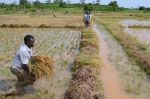 Riziculture en Côte d'Ivoire : L'OCP Africa signe un accord de partenariat avec la BID