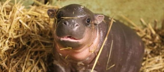 Baby hippo./Ph. DR