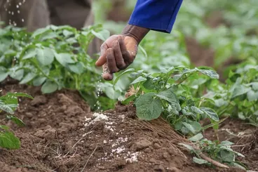 Afrique : En attendant l’usine, le Maroc offre 2000 tonnes d’engrais au Ghana