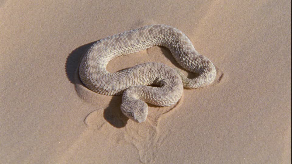 Cerastes Vipera : A viper that lives in the Moroccan Sahara