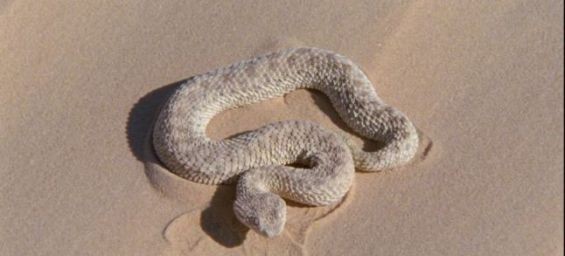 The Sahara Sand Viper or Cerastes vipera, a species living in the Sahara in Morocco./Ph. DR