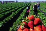 Huelva : 7 007 ouvrières agricoles marocaines sont arrivées avant la fermeture des frontières