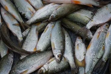 Maroc : L’exportation de la sardine congelée interdite dès le 1er février 2026