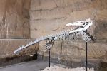 Belgique : Un musée acquiert la réplique du squelette d'un mosasaure marocain