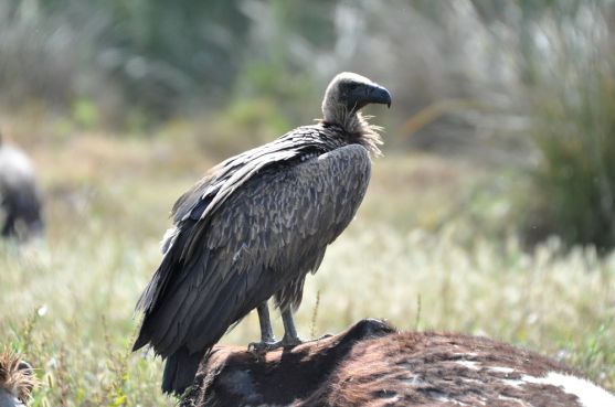 Le Gyps africanus ou vautour africain. Ph: Rachid El Khamlichi