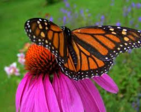  Papillon Monarque