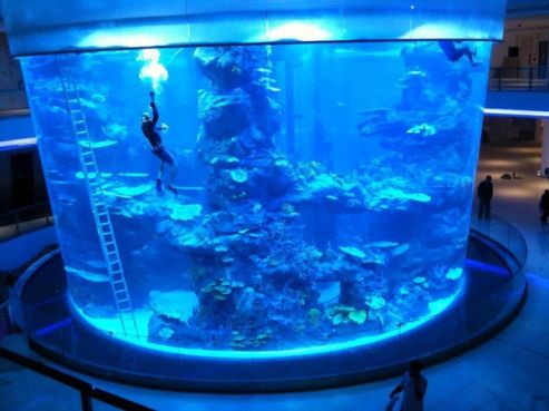 Morocco Mall : Les poissons du plus grand aquarium du Maroc morts suite à une « erreur professionnelle »?