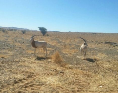 Tinghir : 20 oryx réintroduit en milieu sauvage