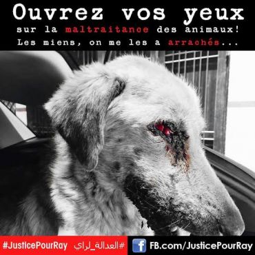 Maroc : L’histoire de Ray, un chien sauvagement torturé, choque les défenseurs de la cause animale