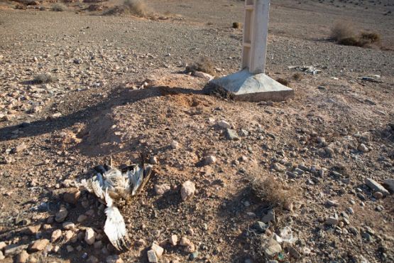 Deux aigles de Bonelli électrocutés, découverts le 7 novembre.   Photo /  Moroccan Birds / Ali Irizi 