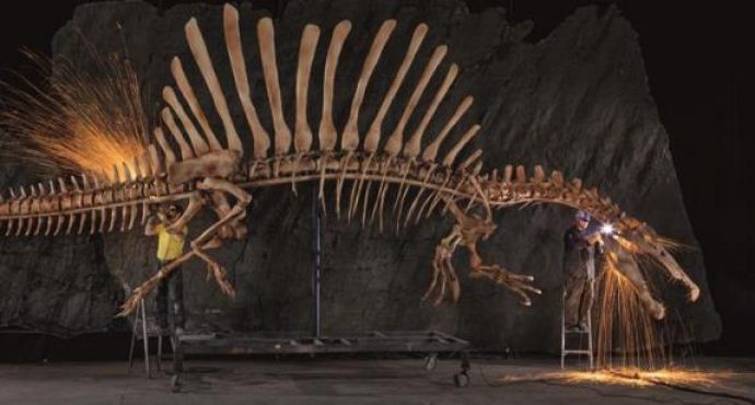 L’existence de dinosaures semi-aquatiques  prouvée par des fossiles découverts au Maroc