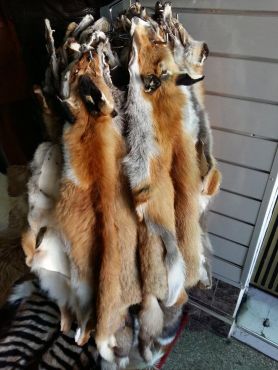 Peaux de renards en vente à 200 Dhs l'unité.  Photo/Reda Taoujni