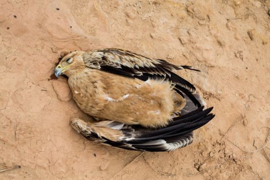 Un aigle impérial ibérique électrocuté, découvert le 22 octobre.   Photo /  Moroccan Birds / Ali Irizi 