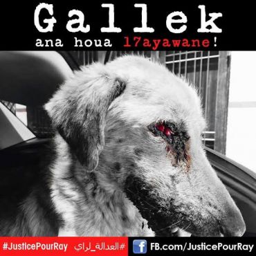 Maroc : L’histoire de Ray, un chien sauvagement torturé, choque les défenseurs de la cause animale