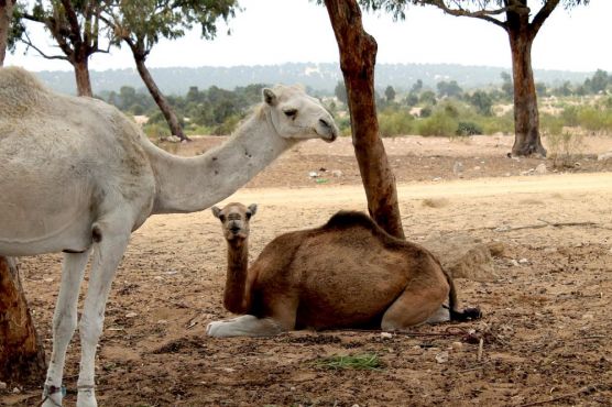 Des chameaux du troupeau d'Abderrazak Khoubbane. / Ph. Laura Martin